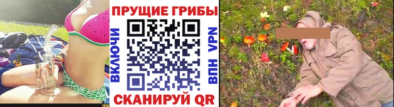 где продают наркотики  Александровск  Галлюциногенные грибы Psilocybine cubensis 